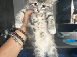 Ragdoll Cross