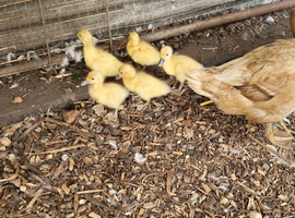Week old Welsh Harlequin x Khaki campbell ducklings