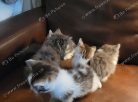 Ragdoll maine-coon x Blue Russian kittens ready for forever homes