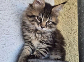Maine coon kitten