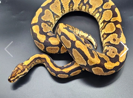 Breeding pair hypo project