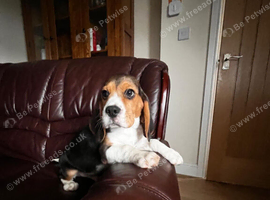 Beautiful Beagle puppies