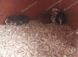 4 female baby guinea pigs ready now