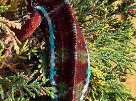 Panther Chameleon F1