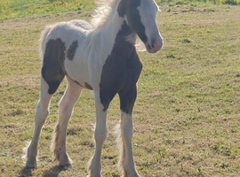 Beautiful cob filly foal