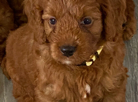 Hereditary Clear Red Cockapoo&rsquo;s
