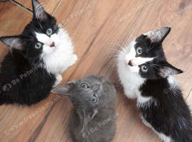 Last 3 Kittens in Canterbury, Kent &pound;30