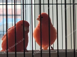 2 red factor canaries