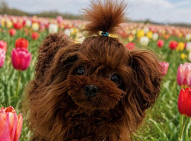 Tiny Asian Poodle - Deep Red Stud -  Proven