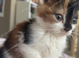 Female calico