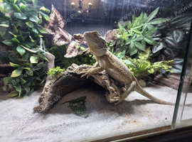 Female bearded dragon