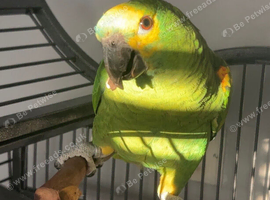 semi-tame blue fronted amazon