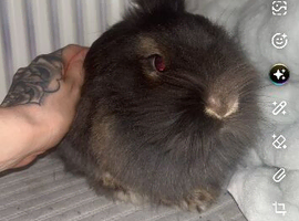 Lionhead pure breed rabbit