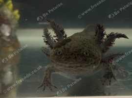 Female Axolotl