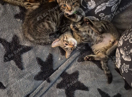 One left girl n boy x ragdoll kittens need there forever homes