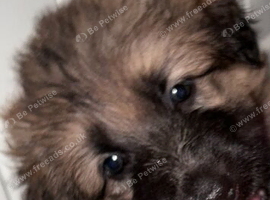 German shepherd puppy's for sale