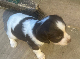 cocker spaniel puppies