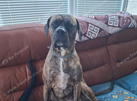 Bullmastiff