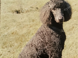 Standard Poodle WANTED