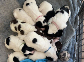 Lovely kc reg springer pups