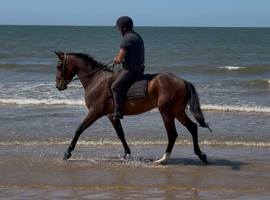 Family horse