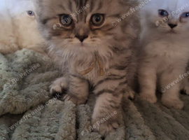 Ragdoll x chinchilla needs there 5 star indoor home