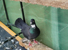pigeons for sale &pound;10 each