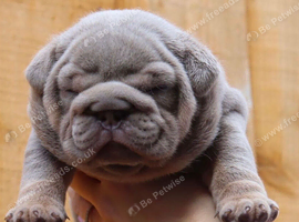 English bulldog puppies lilac and tan
