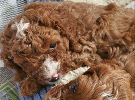 Toy f1b cavapoo puppies