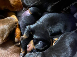 Miniature dachshund