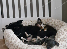 2 long haired male chihuahua puppies