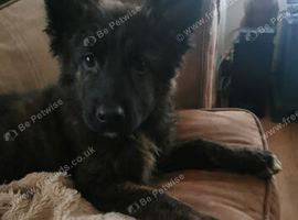 Beautiful German sheppard pups