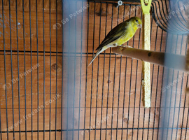 2 canaries