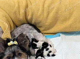 Fabulous Home Raised Biewer Terrier Puppies