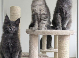 Maine coon kittens