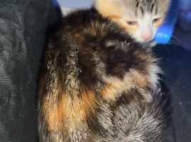 Kitten for sale