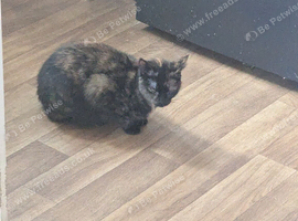Two cats need rehoming