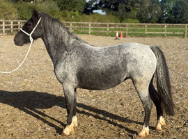 Welsh x 8 year old filly