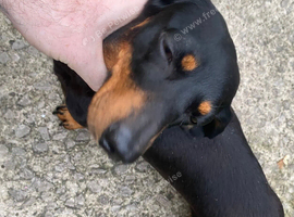 Tiny black & tan girl