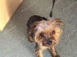 Male terrier