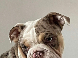 Desperately need to rehome girl bulldog