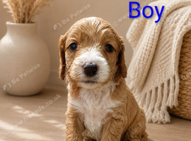 ️ Stunning F1b Toy Cockapoo&rsquo;s ️