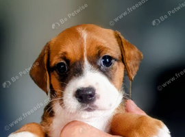 Beautiful pups for sale