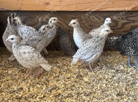 Snowflake bobwhite quail