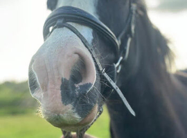 14.1hh Cob Mare