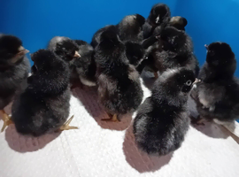 Blue & Green Egg Genetics Chicks, Hand-Reared with Love