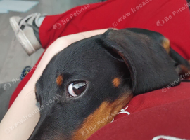Beautiful male sausage dog puppy