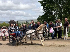 12h ride and drive 9yr old gelding