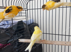 Three young canaries