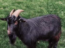 Urgently looking for a temporary location for a small pygmy billy